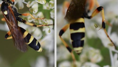 Réf. 265 344 : Ichneumon sarcitorius